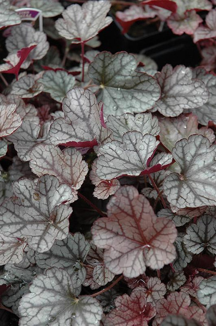  Heuchera Silver Scrolls 185202 