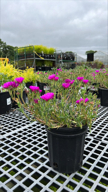 Other Sun Per. Delosperma Cooperi 187717 