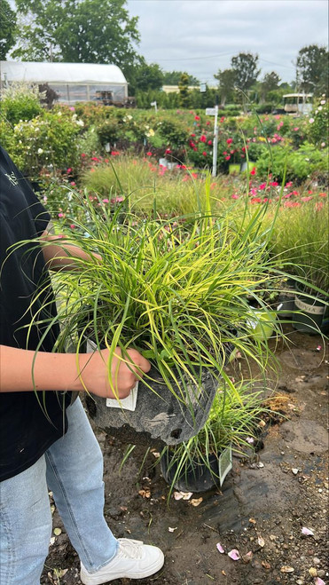  Miscanthus sinensis Little Zebra 172948 