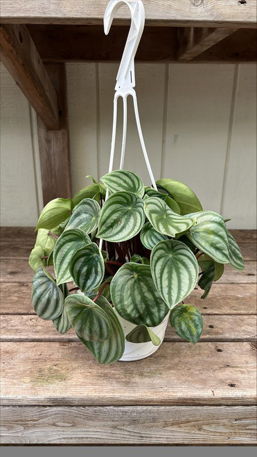 Up to 6" Hb PEPEROMIA WATERMELON 6"HB 