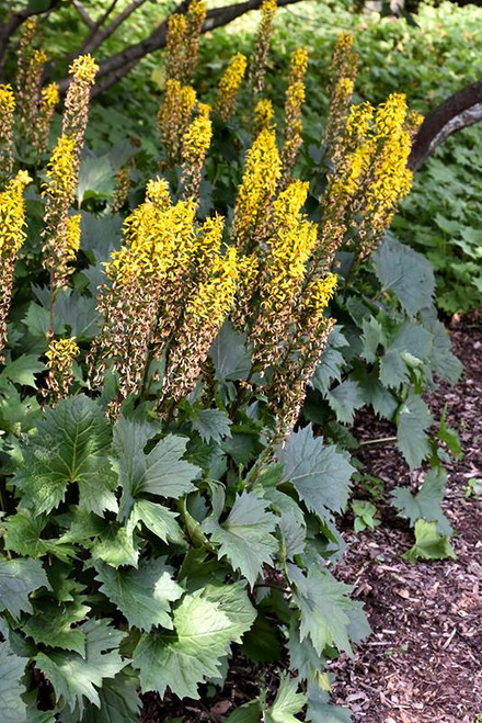  Ligularia stenocephela The Rocket 259312 