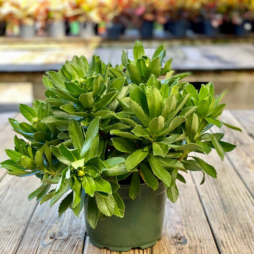 Fall Mums Nipponanthemum nipponicum Montauk 125374 
