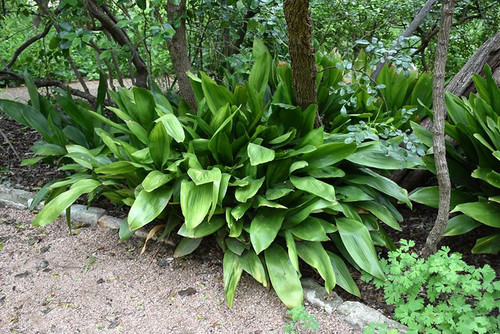Patio Tropics ASPIDISTRA SPEK-TAC 1G 