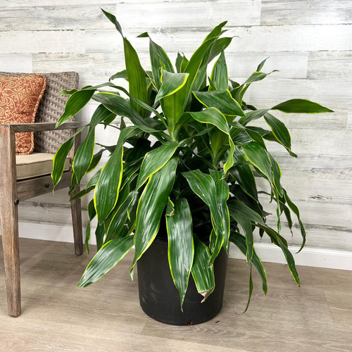 12" & Up Foliage DRACAENA GIGANTA 14" 