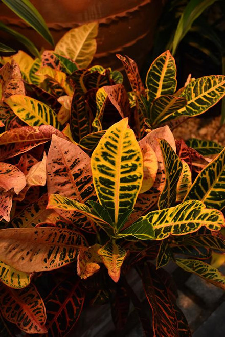 10" Foliage CROTON STD TREE 10" 