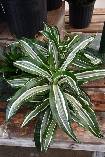 5-9" Foliage white jewel 303568 