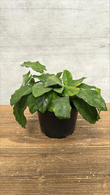 5-9" Foliage CALATHEA 6"NETWORK 