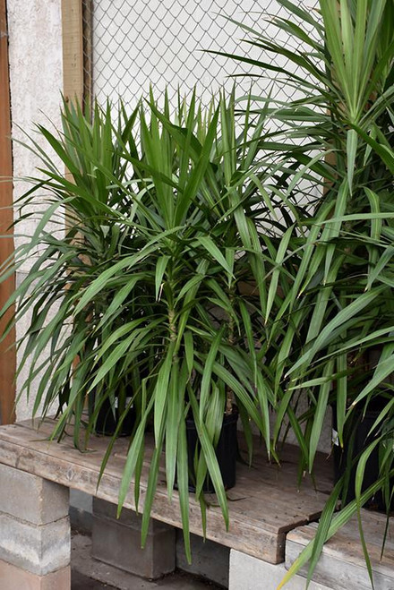 10" Foliage DRACAENA TARZAN 10"TREE 