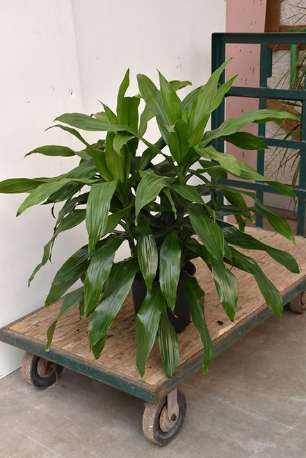 5-9" Foliage DRACAENA JC COMP CANE 8" 3PP 