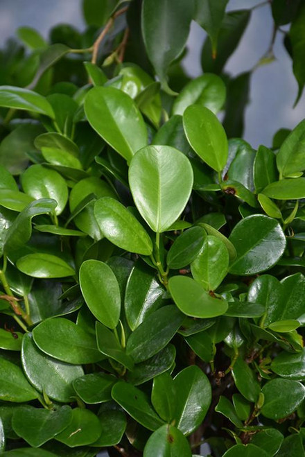 10" Foliage FICUS MOCLAME 10"STD 