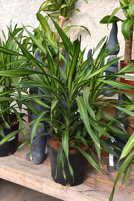 10" Foliage DRACAENA RIKKI CANE 9-10"321 
