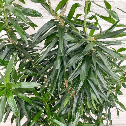 12" & Up Foliage PLEOMELE REFLEXA 21" 