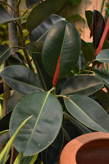 12" & Up Foliage FICUS RUBY 14" BUSH 