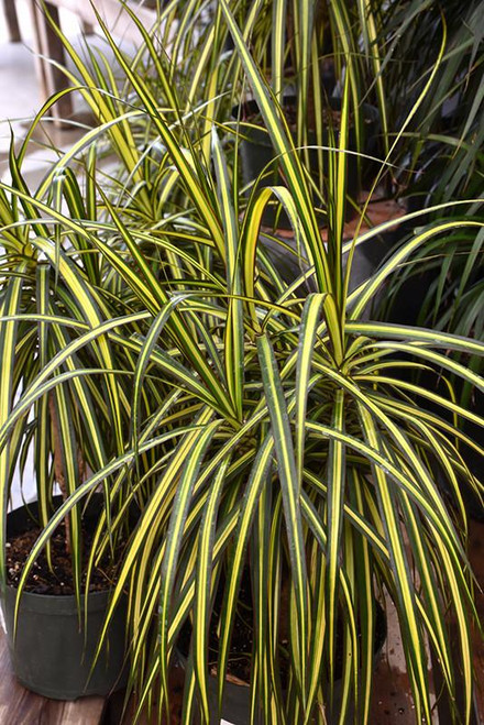 12" & Up Foliage DRACAENA KIWI TIP/CANE 14" 