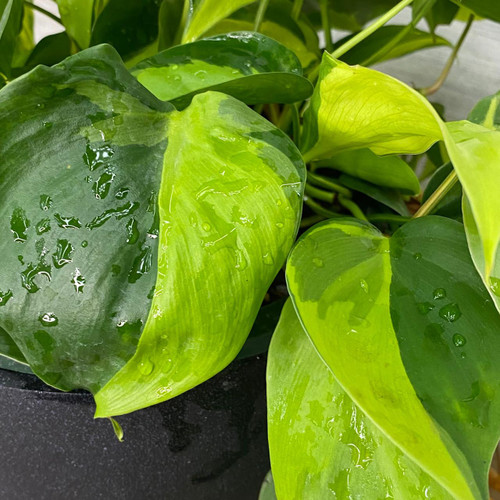 5-9" Foliage PHILODENDRON BRASIL 6" 