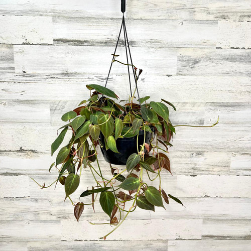 8" Fol. Hb. PHILODENDRON MICANS 8"HB 