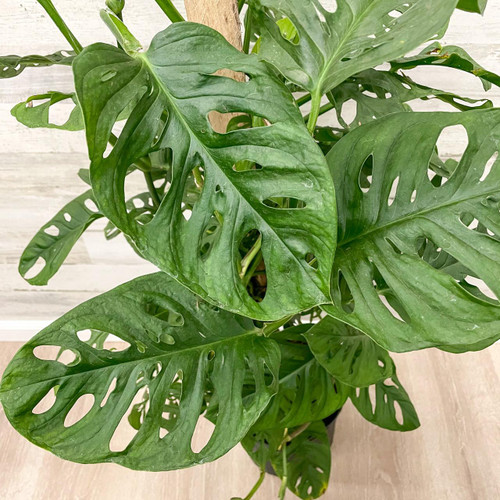 5-9" Foliage MONSTERA ADANSONII 295239 