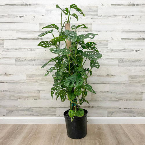 5-9" Foliage MONSTERA ADANSONII 295239 
