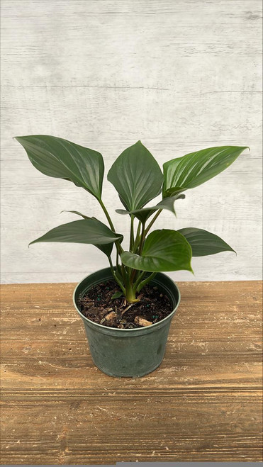 5-9" Foliage HOMALOMENA EMERALD GEM 6" 