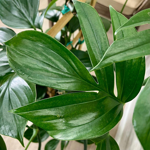 10" Foliage RHAPHIDOPHORA DECIRSOVA DRAGON  TAIL PLANT 303330 