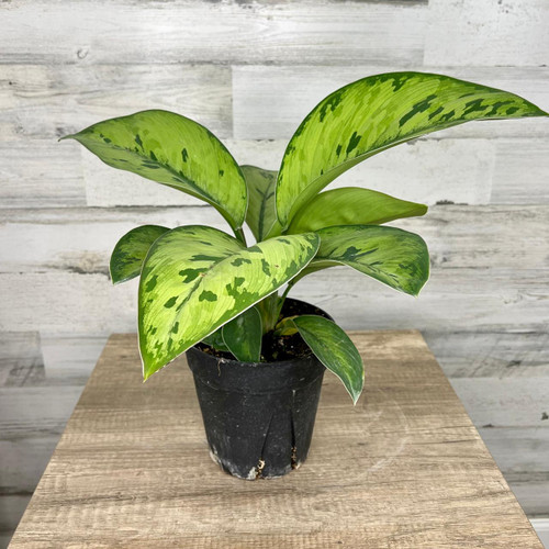 5-9" Foliage HOMALOMENA  SELBY 6" 