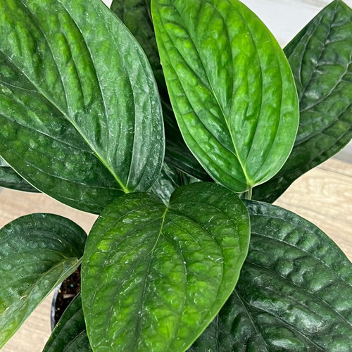 5-9" Foliage MONSTERA PERU 6" 