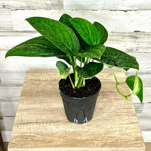 5-9" Foliage MONSTERA PERU 6" 