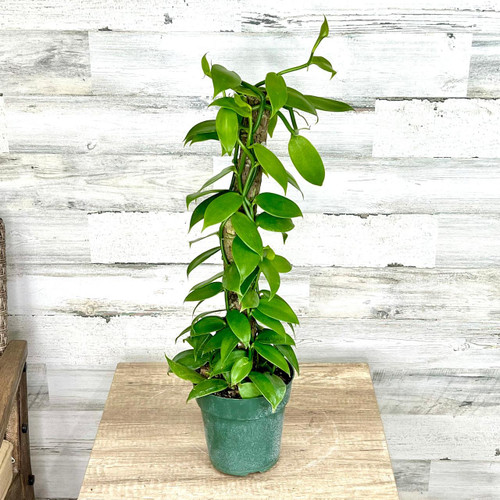 Orchids VANILLA  ORCHID 6" TOTEM 