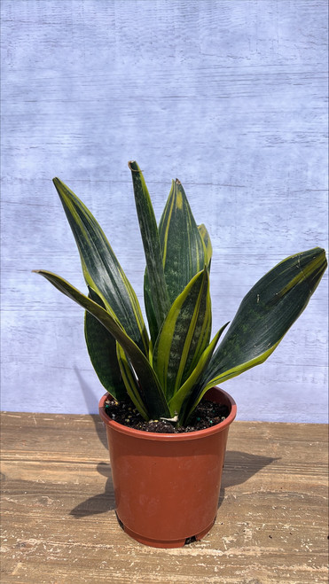 SANSEVIERIA LA RUBIA 6"