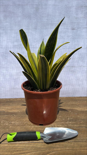 5-9" Foliage SANSEVIERIA GOLD FLAME 8" 