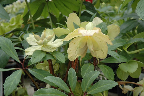  Helleborus HGC Jacob (Christmas Rose) 1g White 170748 