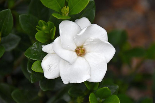 Gardenias GARDENIA BRAID 6" 