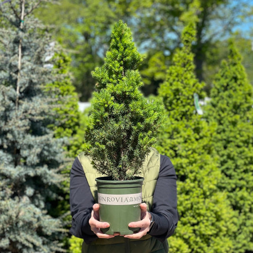  Picea glauca Conica 169703 