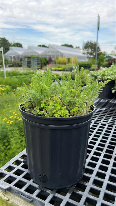 Other Sun Per. Achillea Saucy Seduction 216943 