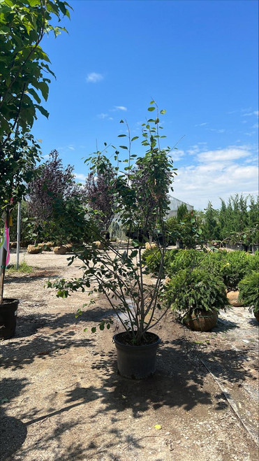 Other Dec. Tree Amelanchier x grandiflora Autumn Brilliance 302189 