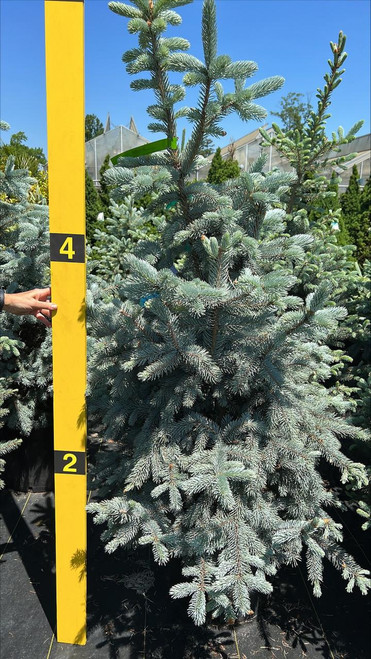  Picea pungens Hoopsii 174678 