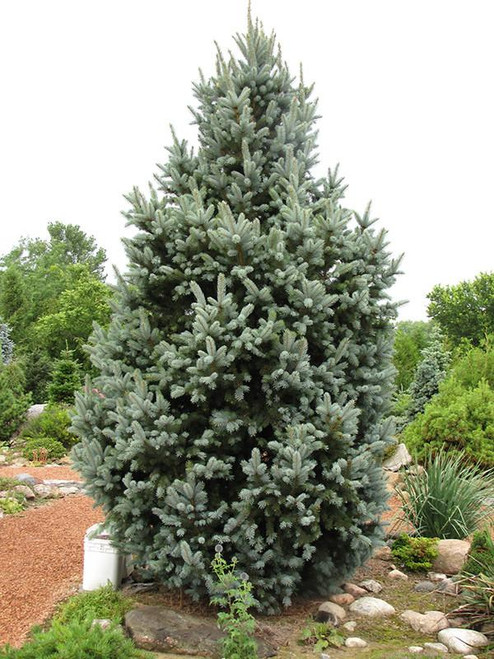  Picea pungens Fastigiata 192413 