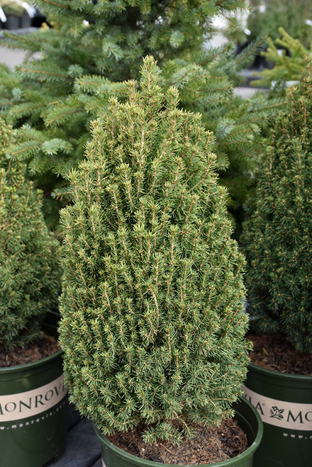Picea glauca conica Tiny Tower 242791