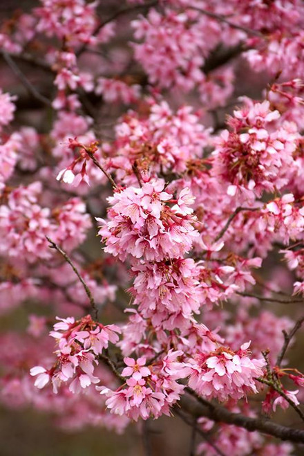 Prunus-tree Prunus x Okame 254640 