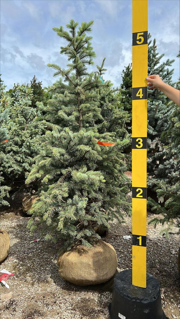  Picea pungens Blue Select 275879 