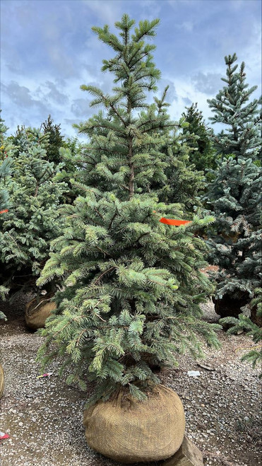  Picea pungens Blue Select 275879 