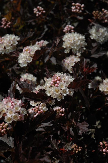 Other Deciduous Physocarpus opulifolius Tiny Wine Gold 300213 