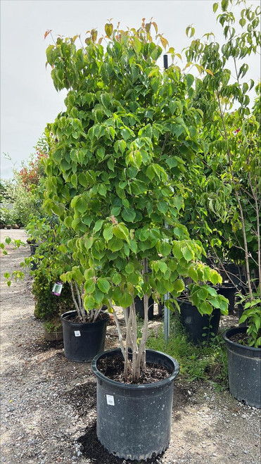  Cornus kousa 302182 