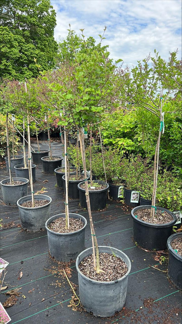  Syringa meyeri Palibin 204489 