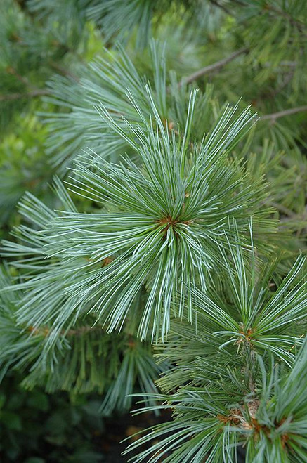  Pinus flexilis Vanderwolfs 169807 