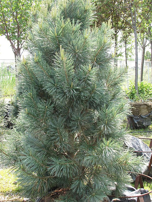  Pinus flexilis Vanderwolfs 169807 