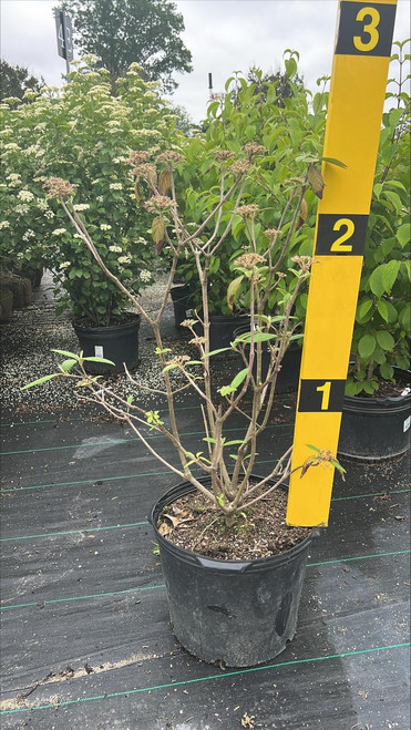  Viburnum rhytidophyllum 300827 