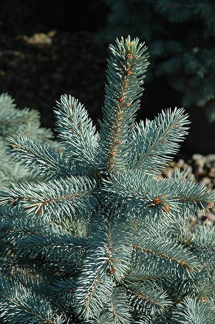  Picea pungens Baby Blue Eyes 221747 