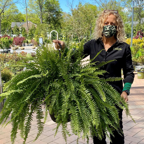10" Fol. Hb BOSTON FERN 12" HB 