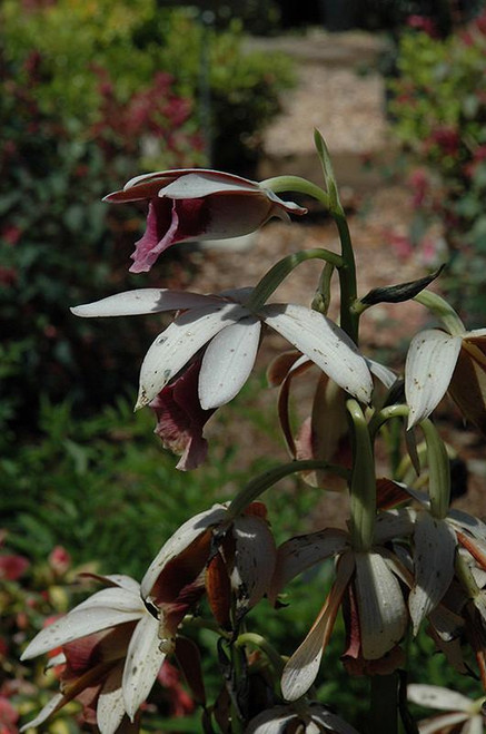 Orchids NUN'S ORCHID 6" 